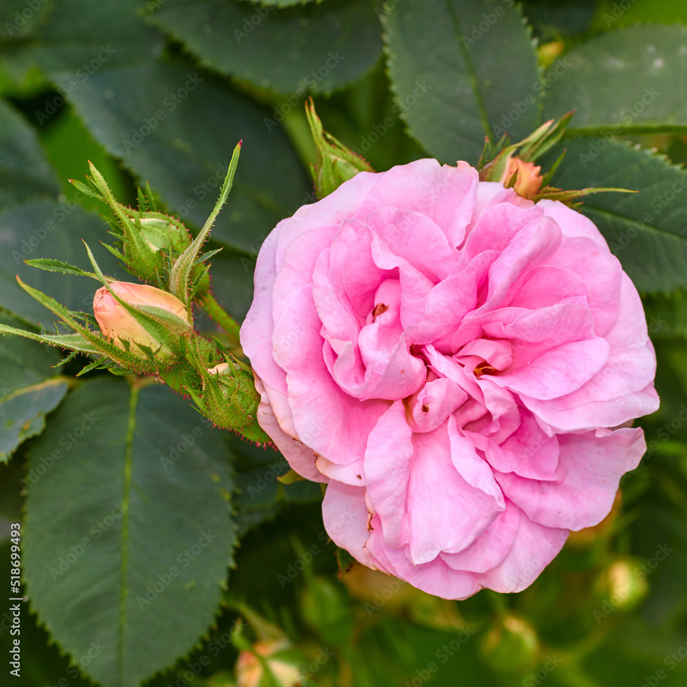 花园里的一棵树上长出了亮粉色的小狗玫瑰和花蕾。一朵美丽的犬齿蔷薇花的特写