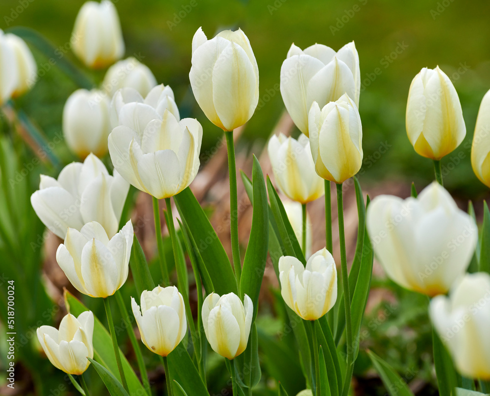 夏季后院花园里美丽的白色郁金香的特写。春季开花的放大