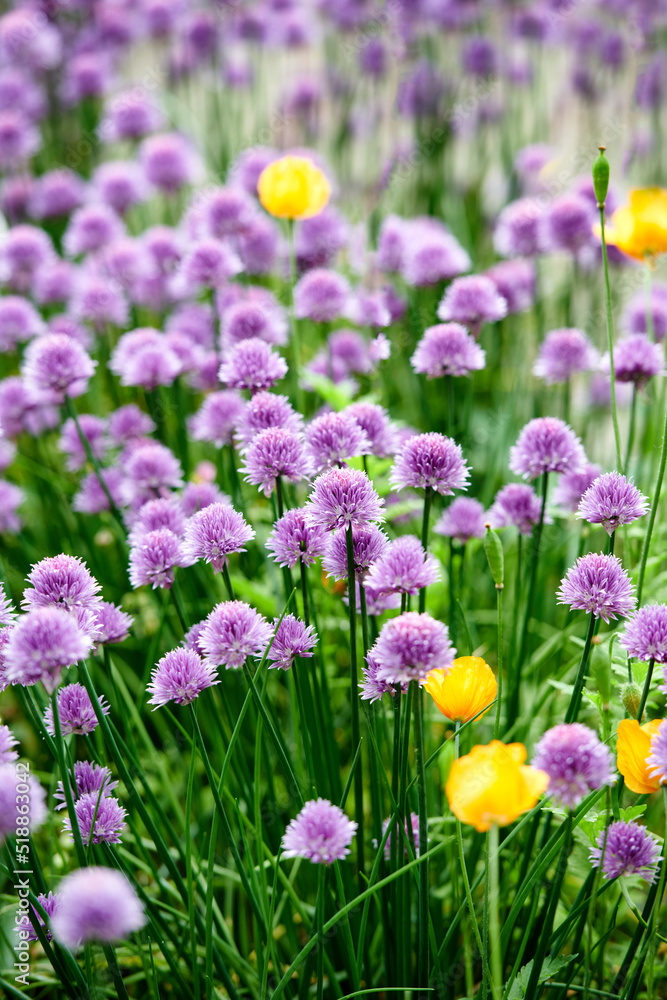 Colorful purple flowers growing in a garden. Closeup of chives or allium schoenoprasum from the amar