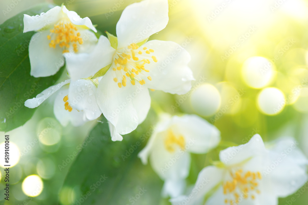 茉莉花特写。白色茉莉花在春天的花园里绽放。芳香疗法，芳香的茶