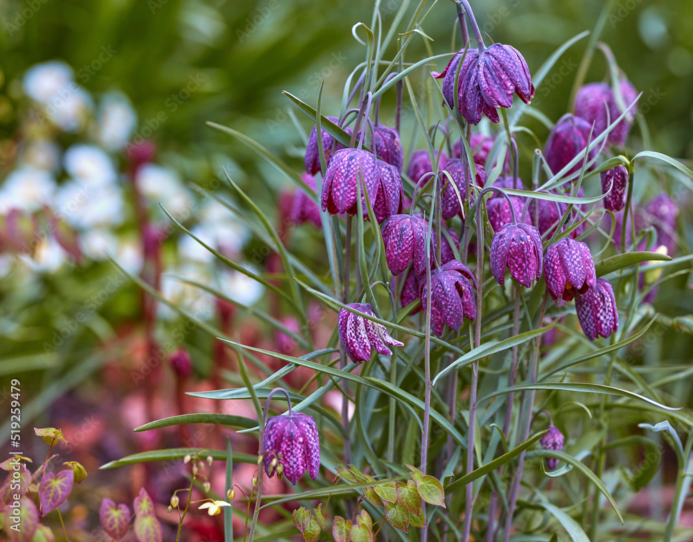 阳光明媚的日子里，紫色格纹百合在郁郁葱葱的绿色花园里绽放。大自然的风景