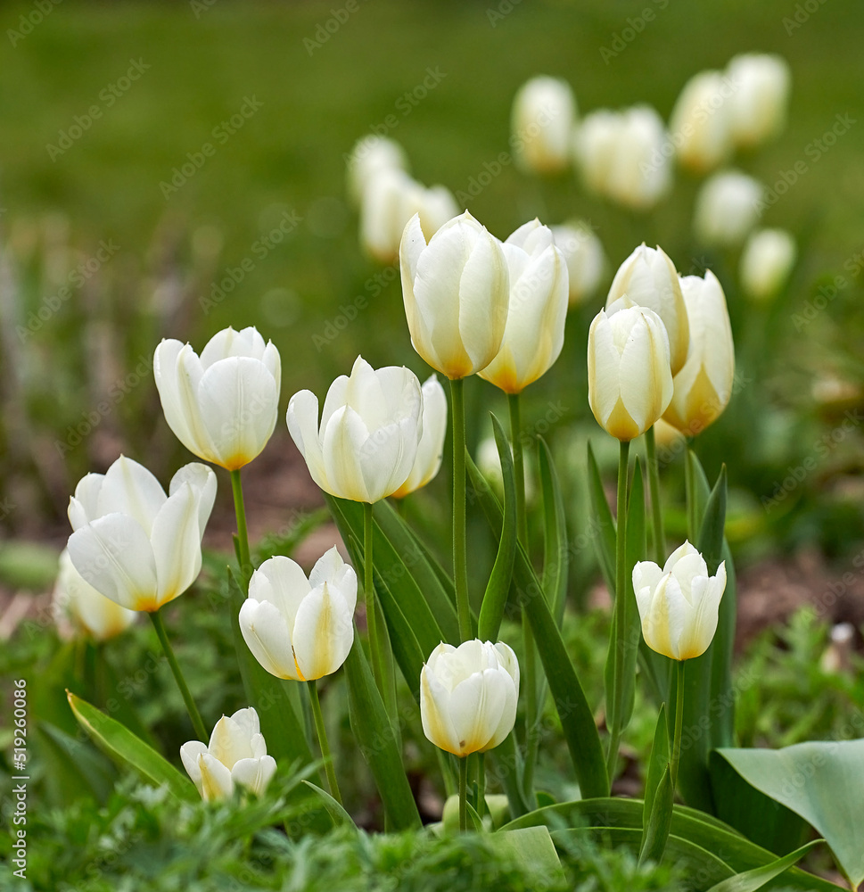 春天外面美丽的白色郁金香，清新的绿色自然背景。美丽的fl特写