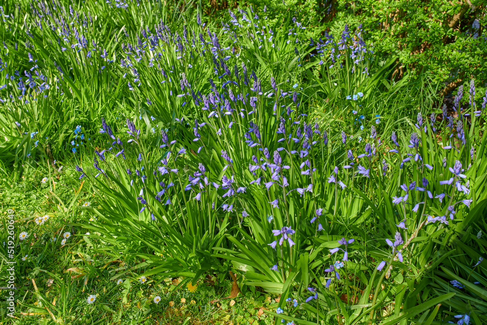 樱花。明亮的蓝铃花生长在阳光明媚的夏日户外花园里。生机勃勃