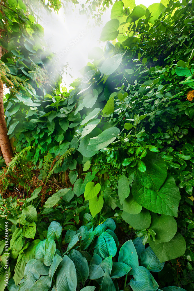 热带植物和生长在热带雨林中的绿色植物的特写。郁郁葱葱
1084153260,一套抽象的背景，具有美丽的渐变色，海报传单横幅的彩色背景