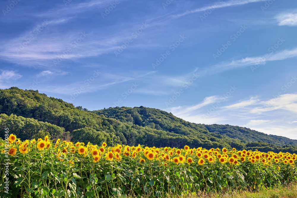生长在蓝天背景下的田野里的常见黄色向日葵。向日葵