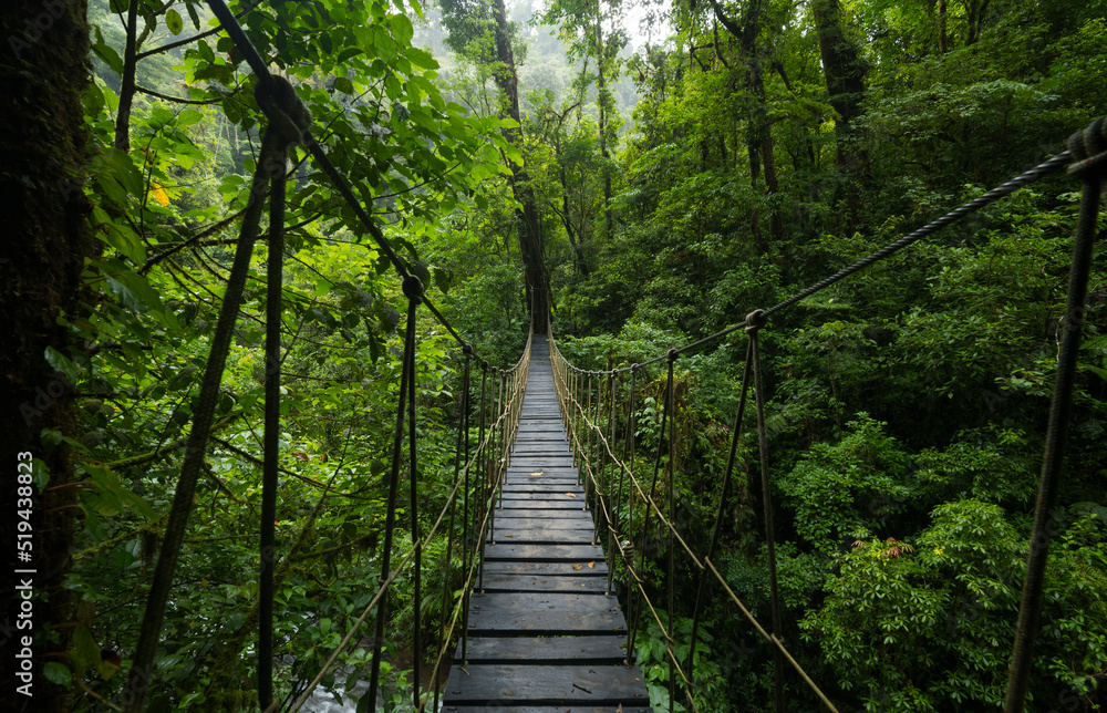 热带雨林悬索桥