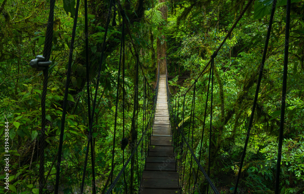 热带雨林悬索桥