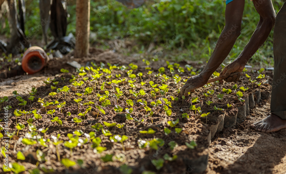 非洲一家工厂种植咖啡芽的男工人