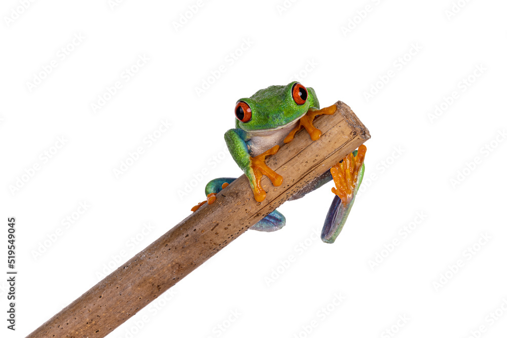 活力四射的红眼树蛙，又名Agalychnis callidryas，面朝前坐在木棍边上。