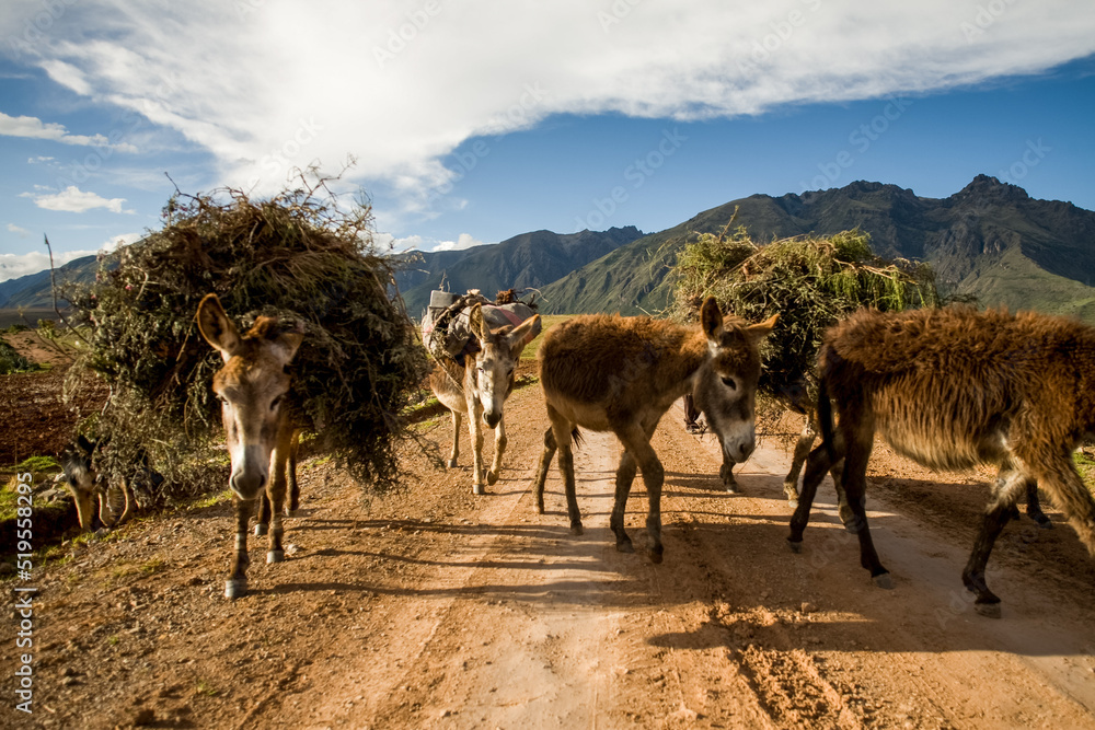 秘鲁Salinas de Maras地区的工作驴。南美洲
