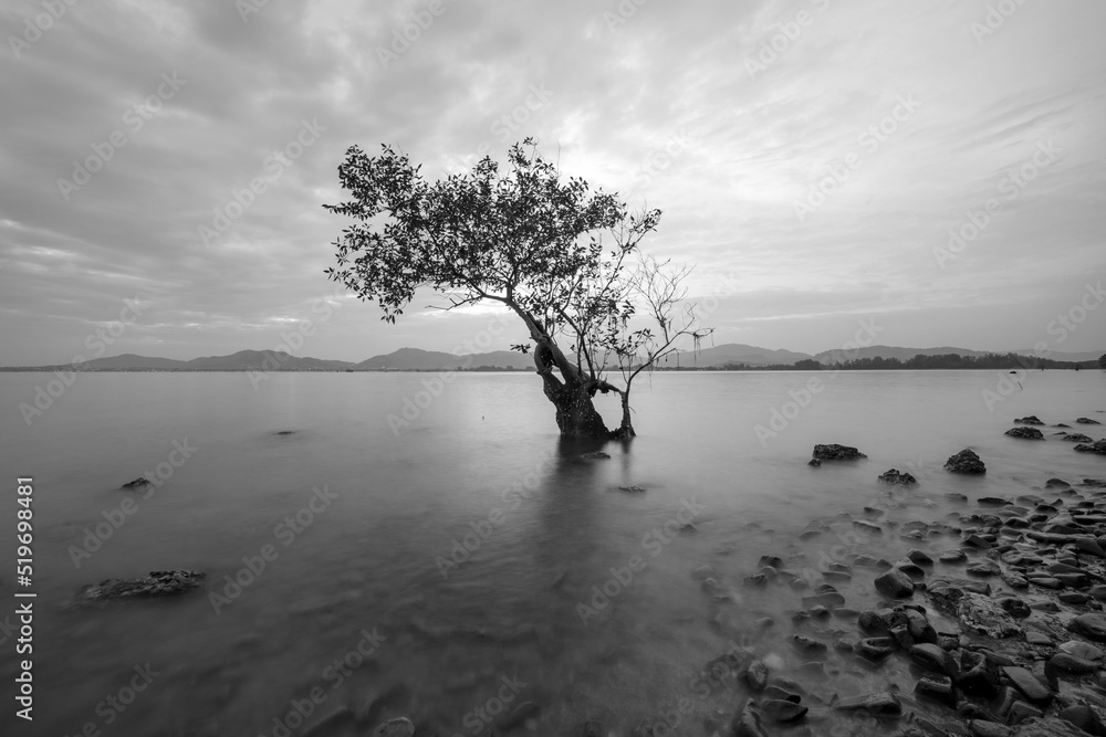 海洋中的树在黑白图像中长时间曝光