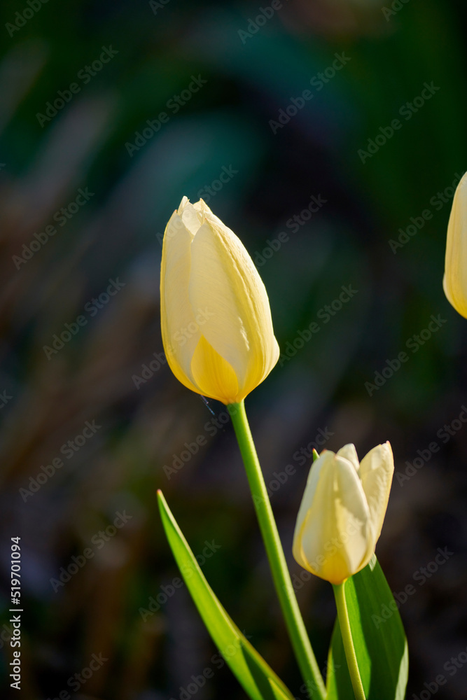 在自然界阳光明媚的日子里，花朵般的白色郁金香花蕾被隔离在模糊的黑色背景上。美丽
