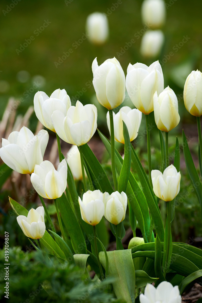 阳光明媚的日子里花园里盛开的白花特写。放大花园里生长的季节性花朵