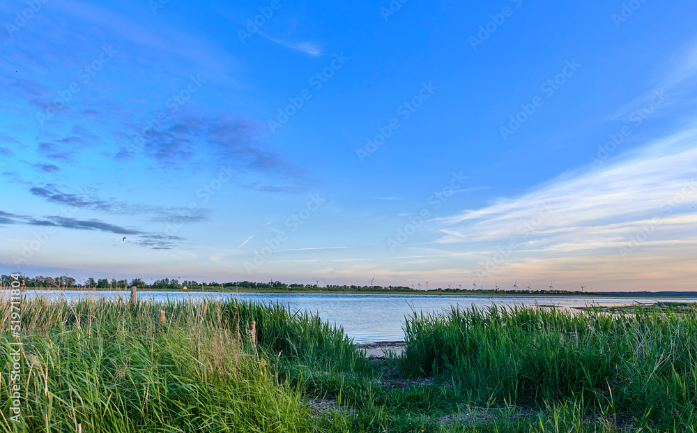 湖边的风景野草，芦苇生长在蓝色平静、祥和、安静的蓝hor的映衬下
