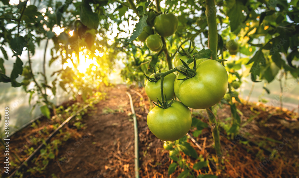 温室里的大绿番茄。在家里种番茄