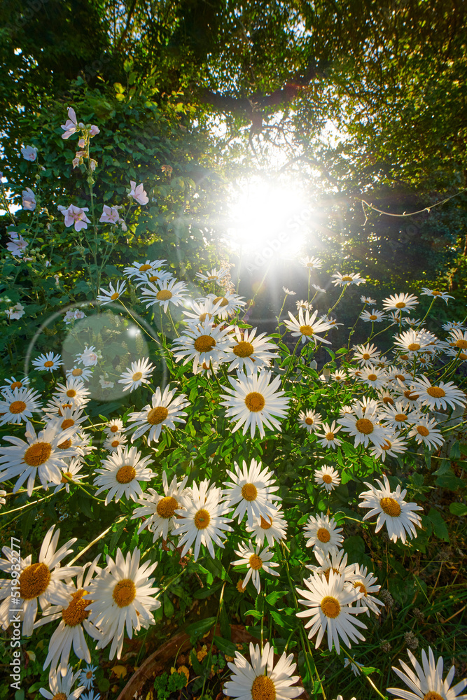 阳光明媚的日子里，美丽、自然和绿色田野上的白花。鲜花围绕着灿烂的阳光