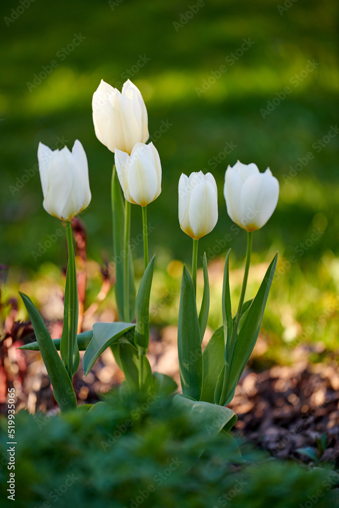 春天的一天，大自然的花园里开出美丽、多彩、洁白的花朵。特写