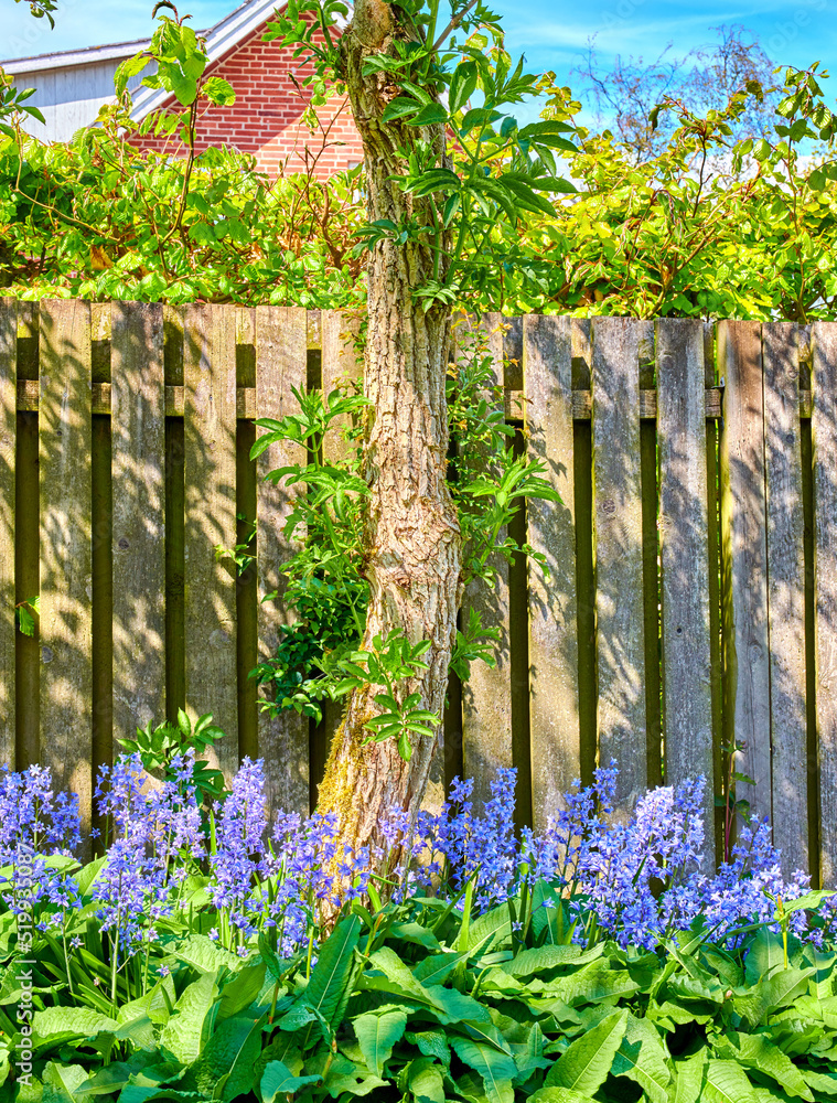 Beautiful blue flowers and tree in a garden with a fence during spring outside in nature. Relaxing l