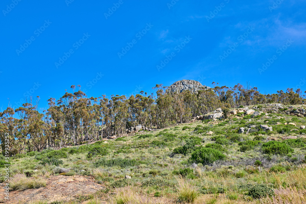 南非阳光明媚的开普敦一座山的岩石景观。郁郁葱葱的绿色植物和灌木生长