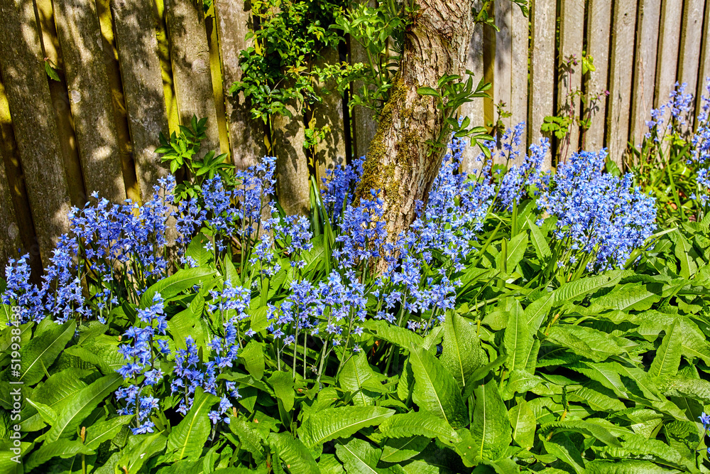 春天的一天，在围栏附近的大自然中开出美丽、多彩、新鲜的花朵。蓝铃在流动