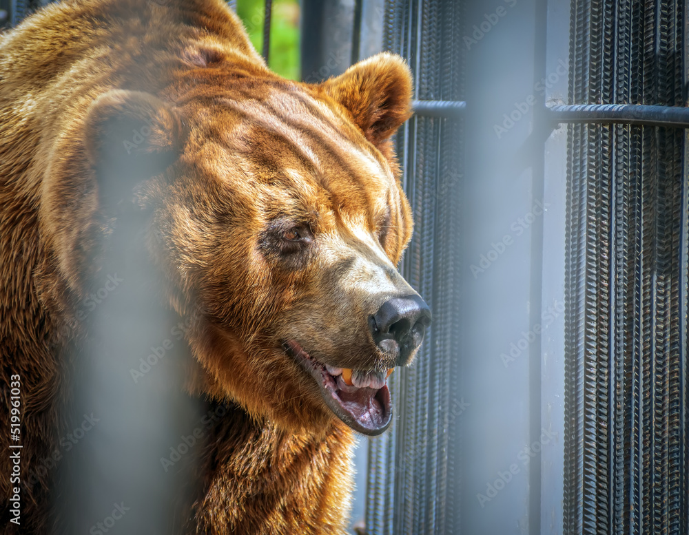 笼子里的东西伯利亚棕熊的头。圈养动物