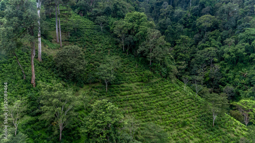泰国北部山上的鸟瞰绿茶种植园，年的俯视绿茶种植园
