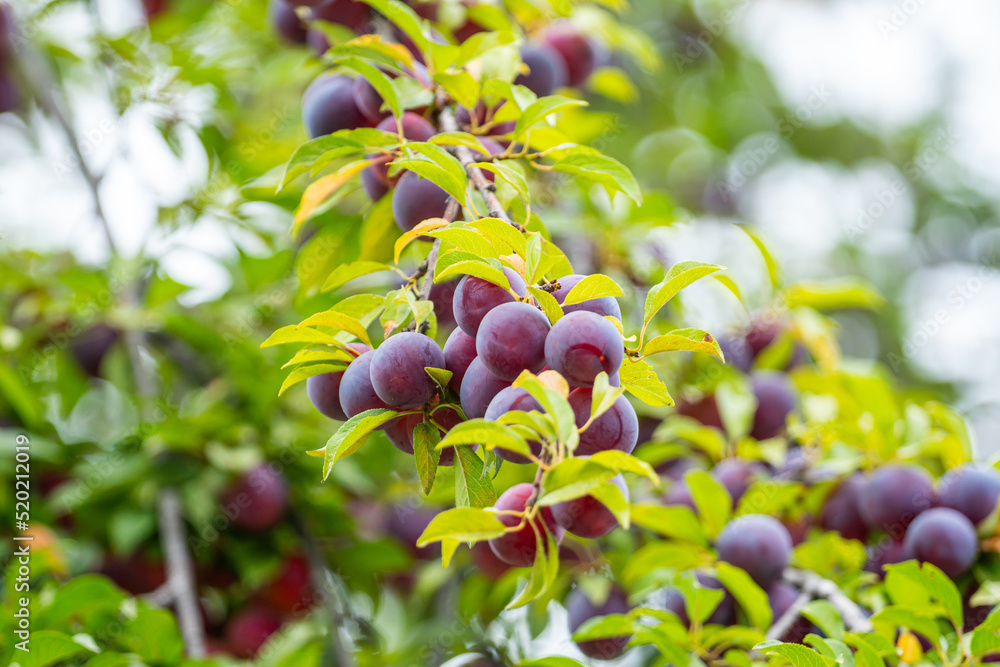 果园树枝上的李子、美味的紫色和粉色甜水果