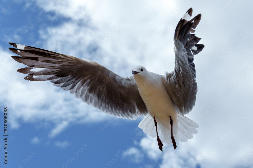 飞行中的Hartlaubs海鸥或帝王鸥（Chroicocephalus hartlaubii）。Kleinmond，鲸鱼海岸，Overber