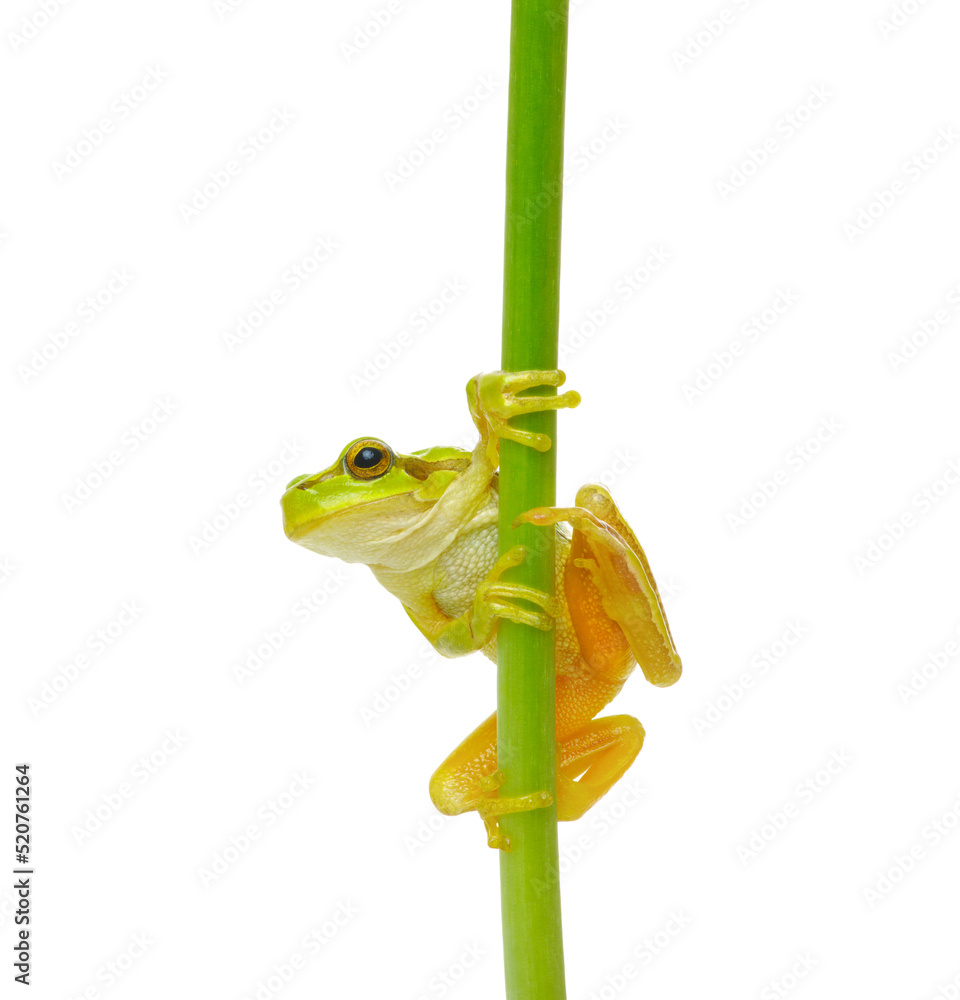 绿色植物上的树蛙