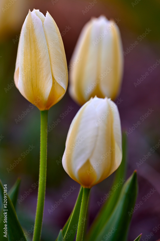 美丽的春天郁金香花生长在外面的花园里。一群优雅的白色和黄色花朵
