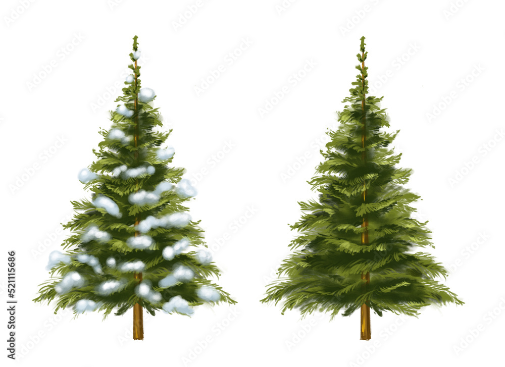 三棵被隔离的圣诞树。有雪的圣诞树，手绘插图。