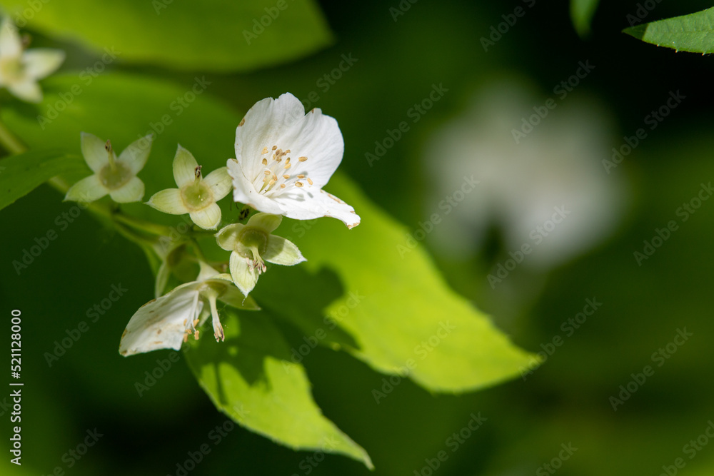 白苹果树的花朵，特写，模糊的自然背景。