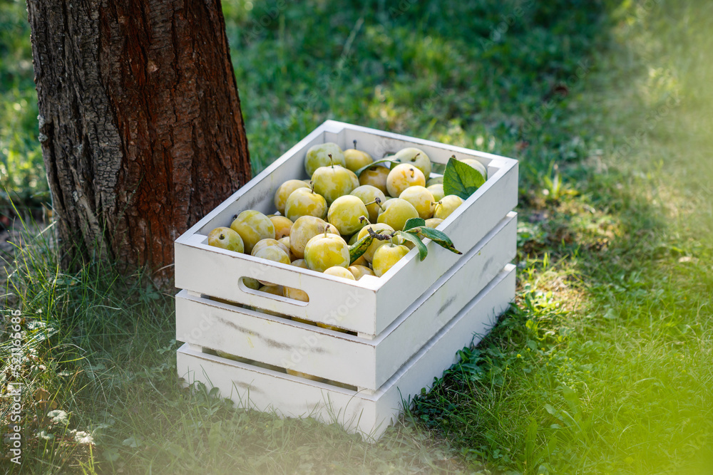 Harvested greengage in orchard. Ripe green plums in wooden crate