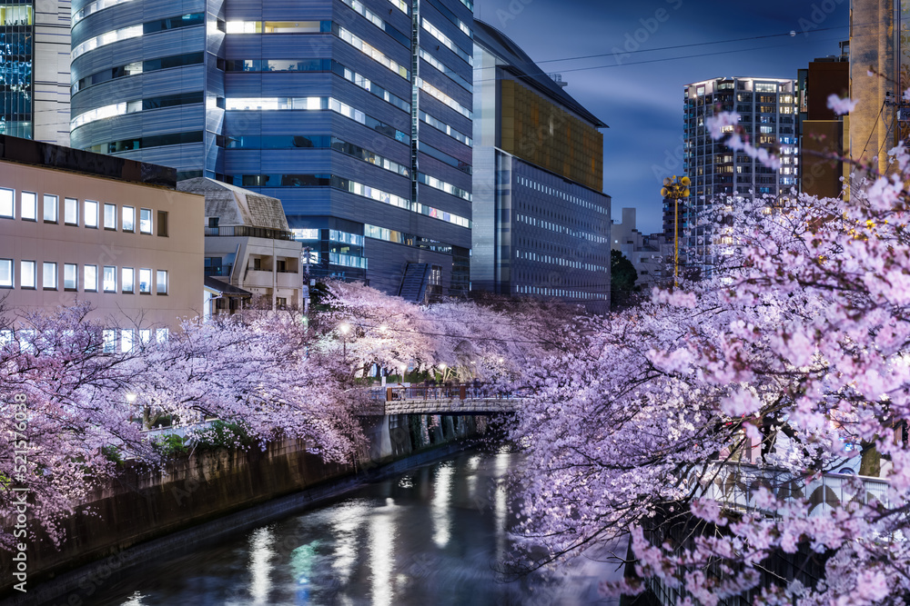 目黒川沿いのビル群と満開の夜桜