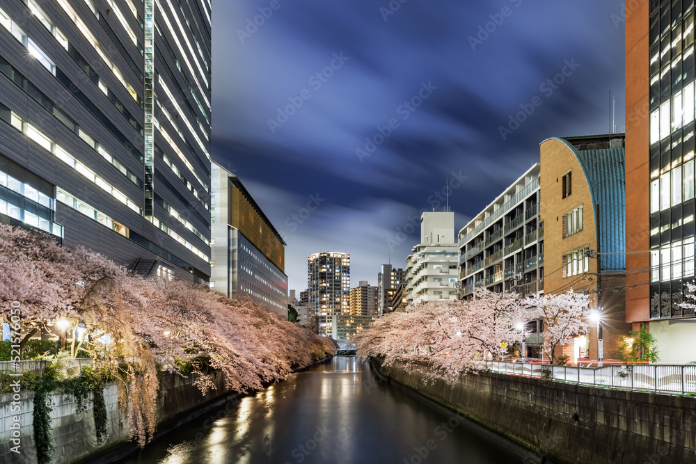 目黒川沿いのビル群と満開の夜桜