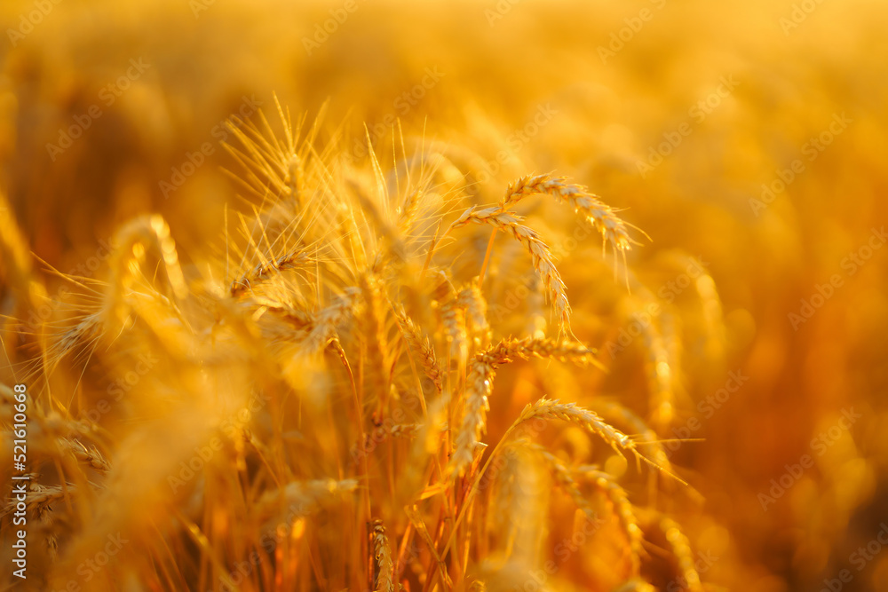 日落时，黄色麦田成熟的穗落下。秋收。