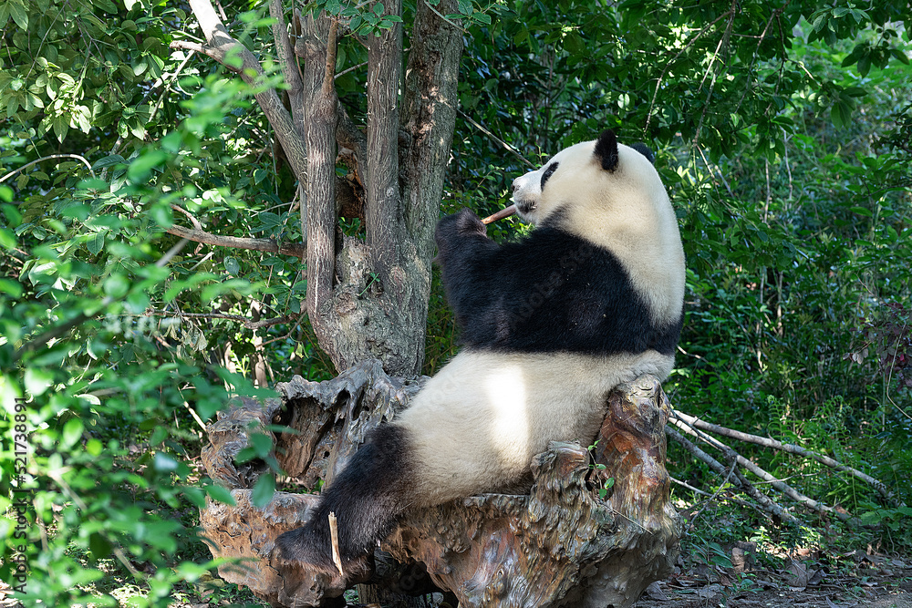 中国四川省成都市的大熊猫。