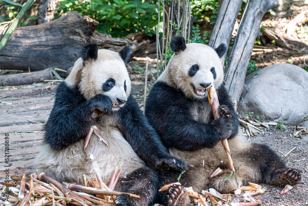 中国四川省成都市的大熊猫。