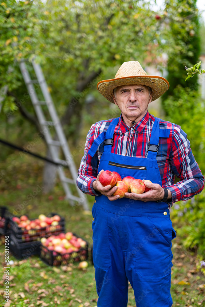 Handsome gardener with apples. Outdoor farming worker in garden.