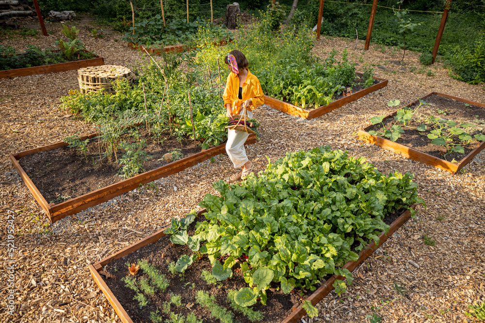 女人走在自家花园的蔬菜床之间，观看上面的frmo。当地种植有机玻璃的概念