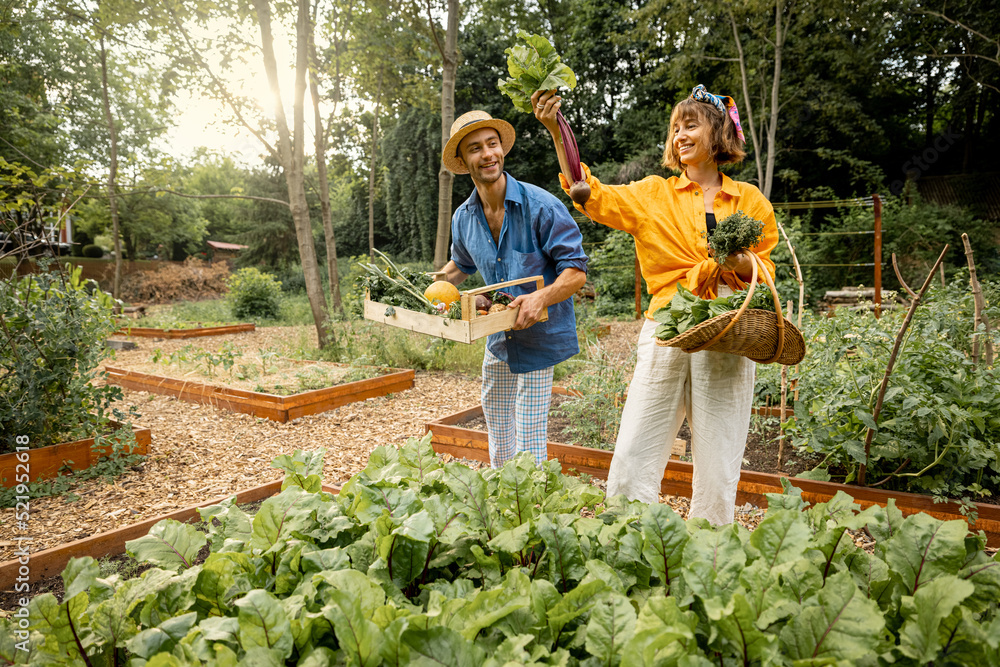 男人和女人在家里的花园里采摘甜菜根，收割当地种植的蔬菜。农民在f工作