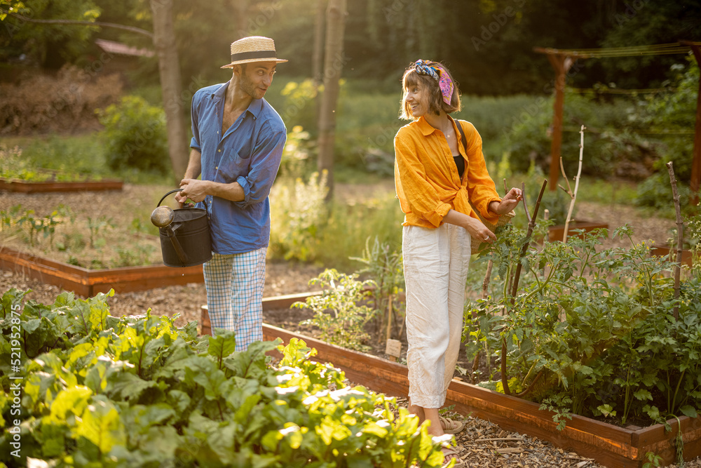 年轻夫妇照料植物，在家里的花园里种植当地蔬菜。男人给甜菜根浇水。C