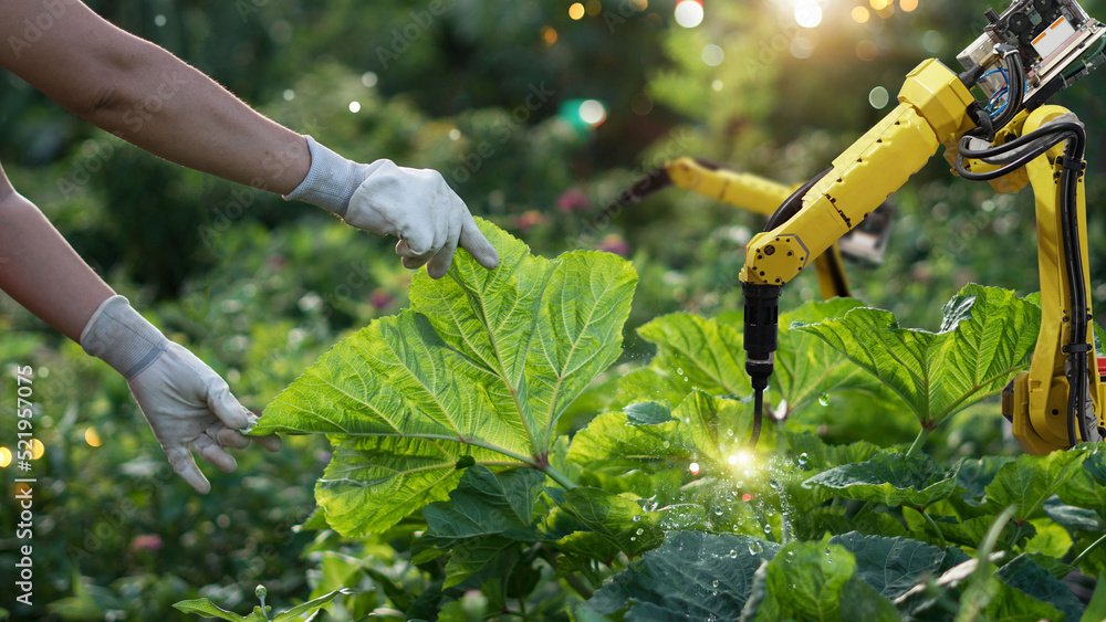 未来农业。蔬菜自动化授粉。检测喷雾化学品。Lea