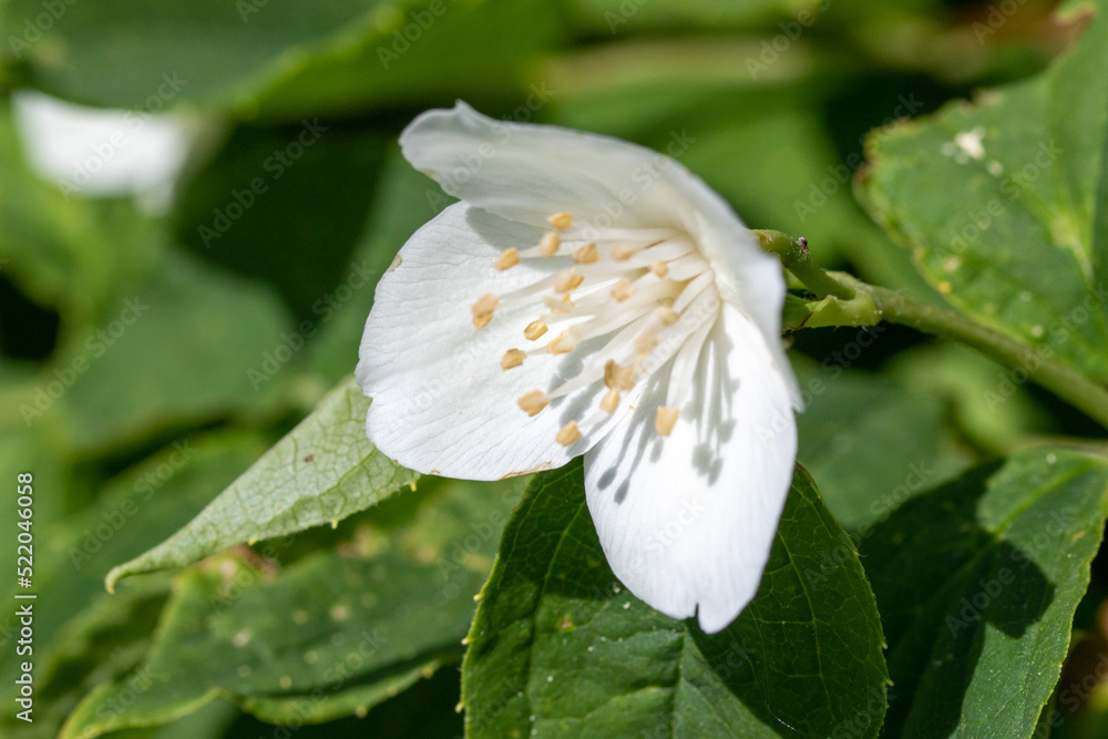 白色的苹果树花朵，特写，模糊的自然背景。