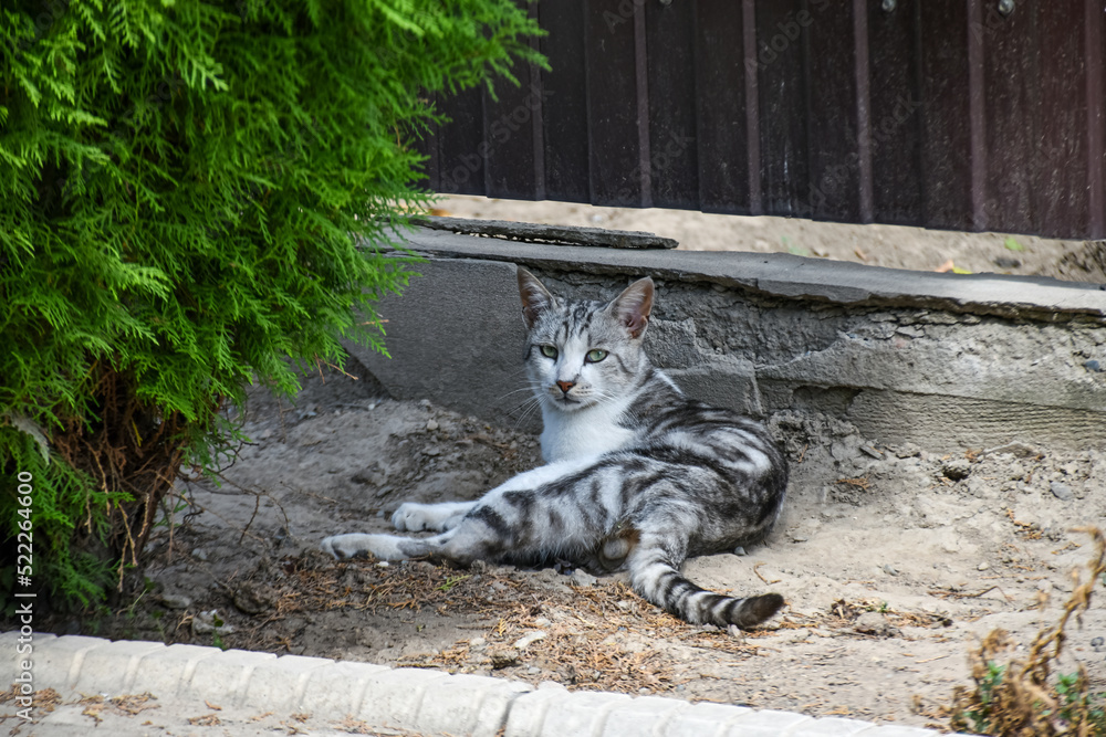 一只年轻的乡下猫在炎热的天气里躺在后院的阴凉处