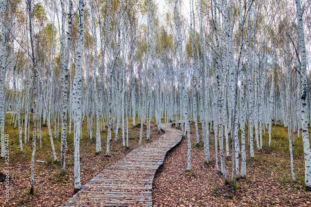 中国黑龙江省大兴安岭的秋季白桦林。