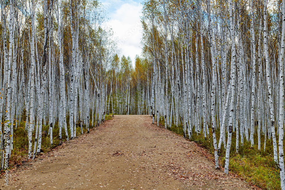 中国黑龙江省大兴安岭的秋季白桦林。