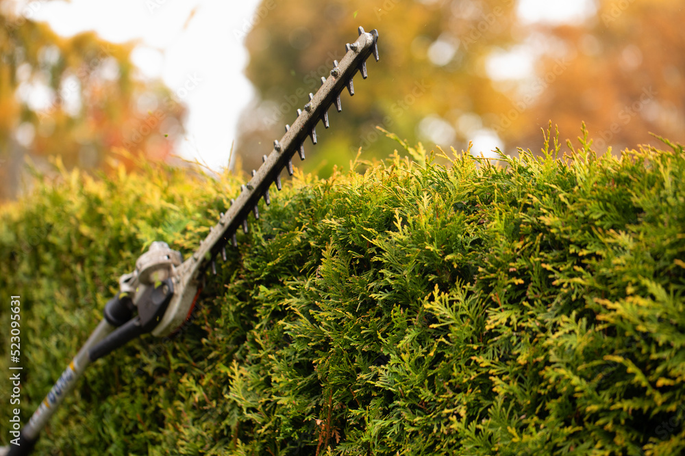 Gardener services. Hedge cutting. The blade of a gasoline trimmer trims a thuja bush close-up.