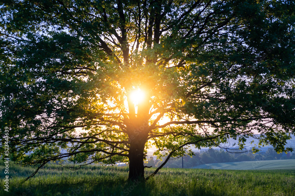 清晨的树冠与冉冉升起的太阳
