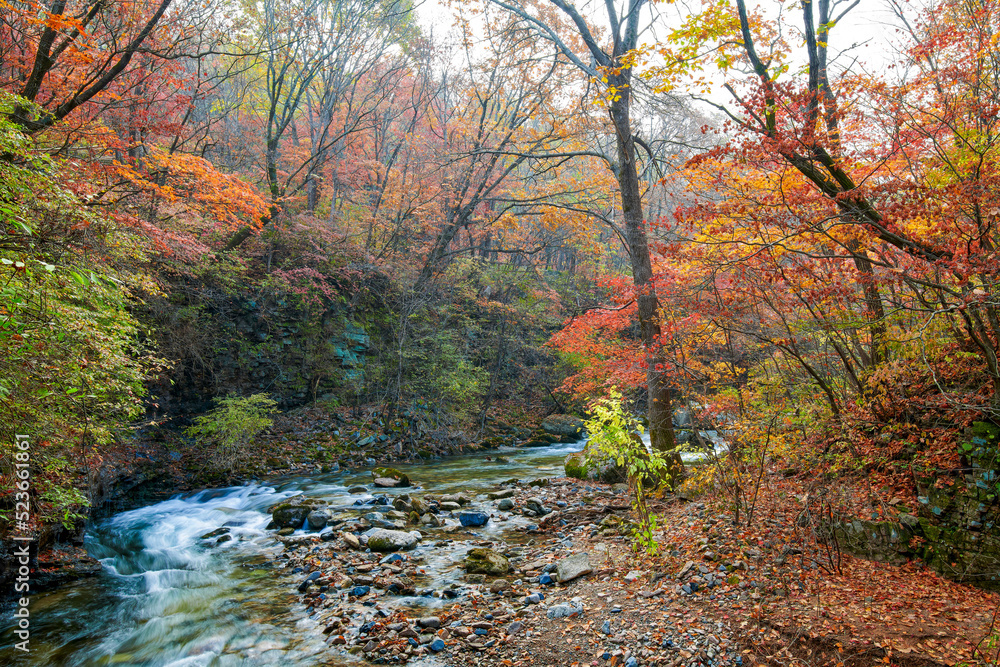 秋天的枫叶和溪流景观。